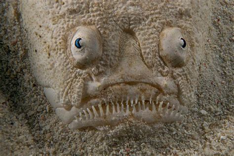 stargazer fish|25 Amazing Stargazer Fish Fun Facts .